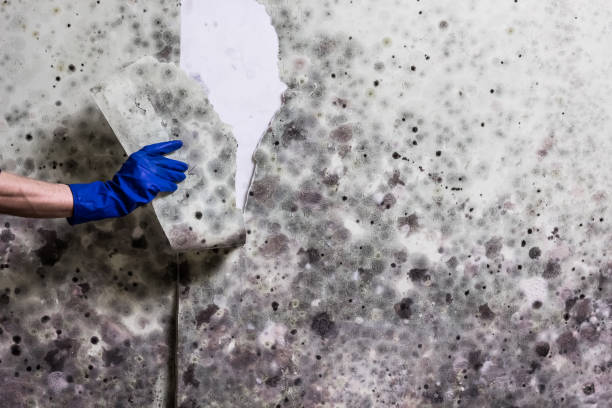 Best Commercial Mold Remediation in Lake Heritage, PA